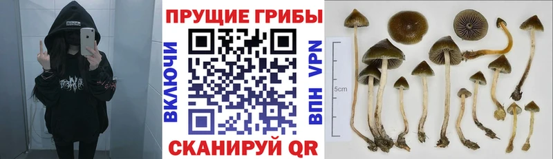 Псилоцибиновые грибы Psilocybe Городище